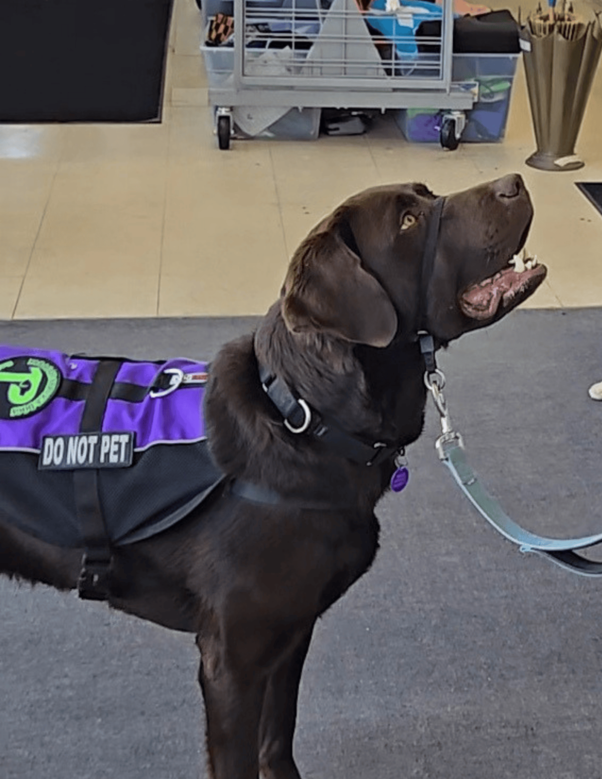A chocolate lab named Epic stands in a store looking up at this handler.