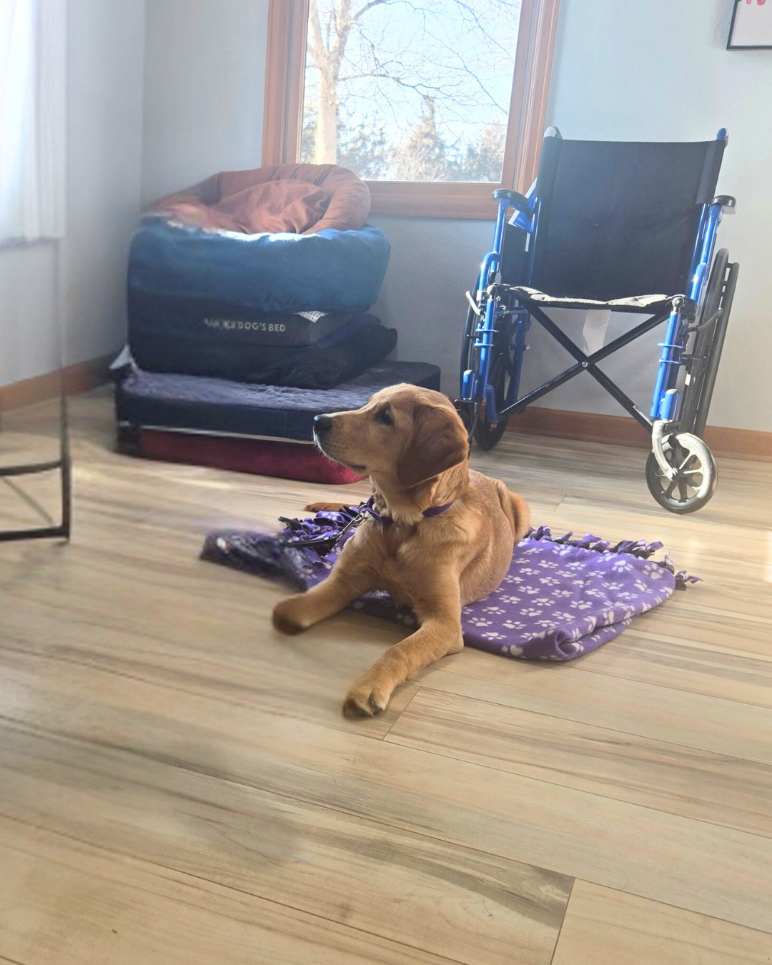 Granby a golden lab lays on a blanket looking calmly at the corner. 