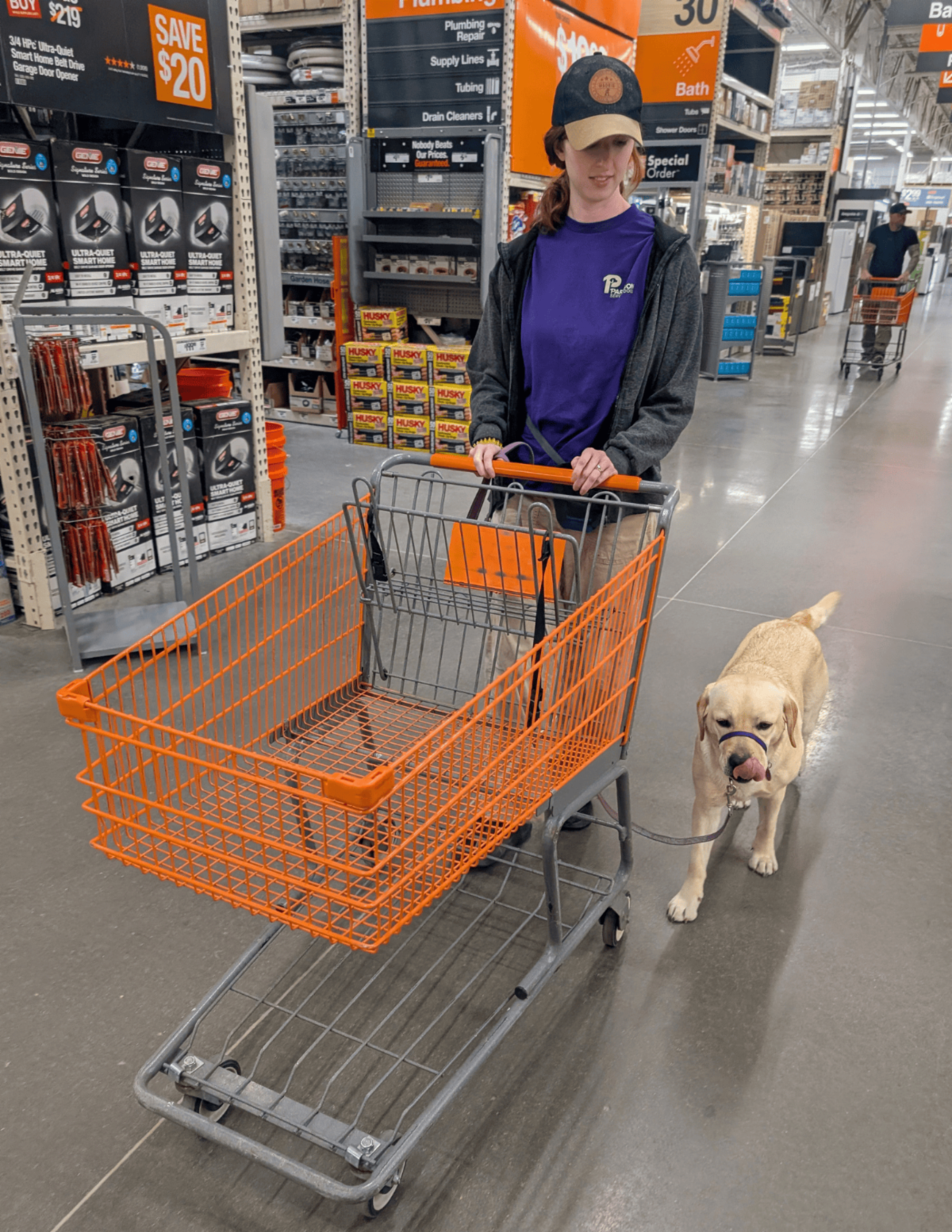 A yellow lab named Fiona walks next to an orange shopping cart. 