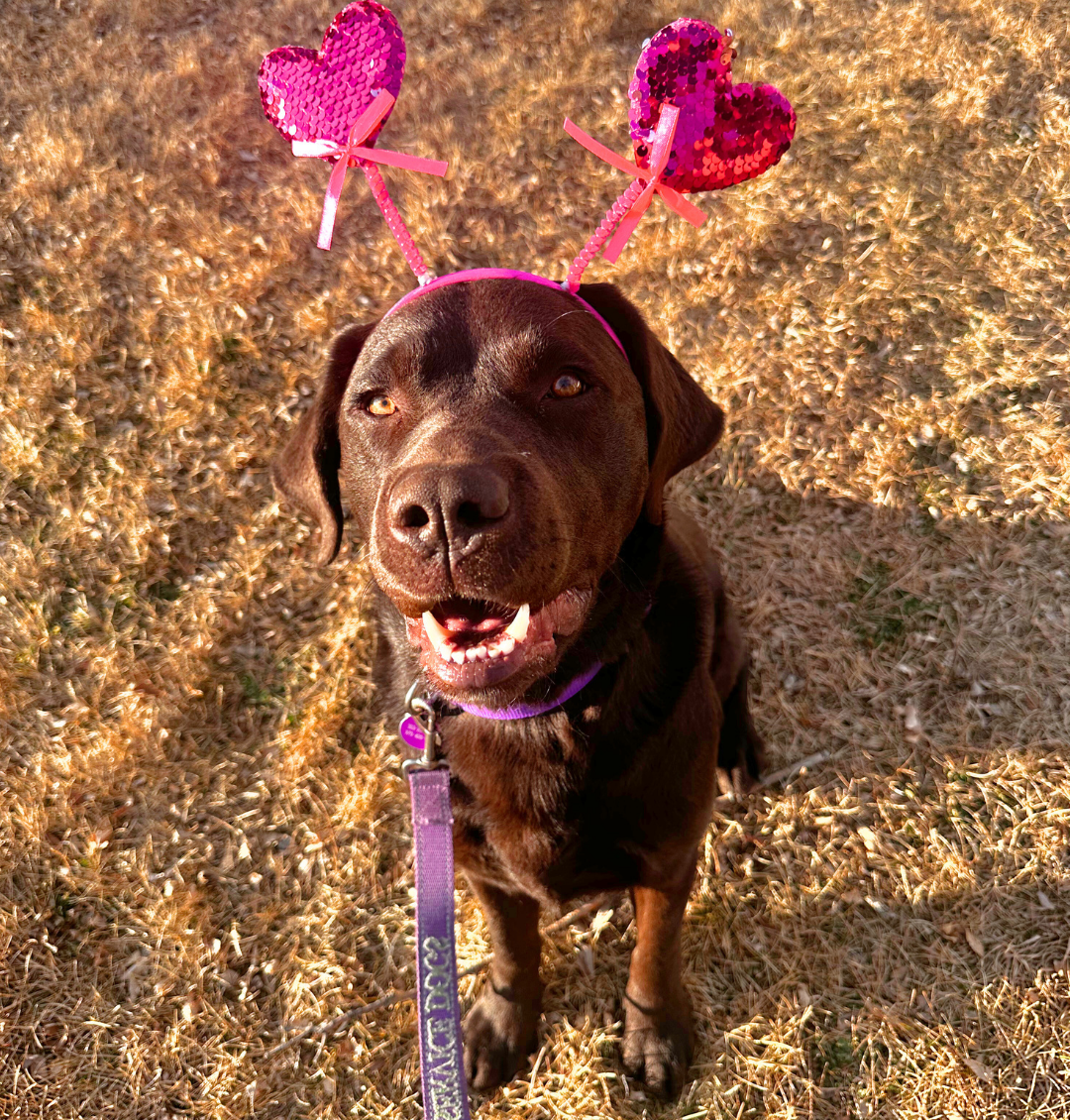 A chocolate lab named Epic sits smiling up at the camera. He is wearing a headband with two pink heart antenna's on it. 
