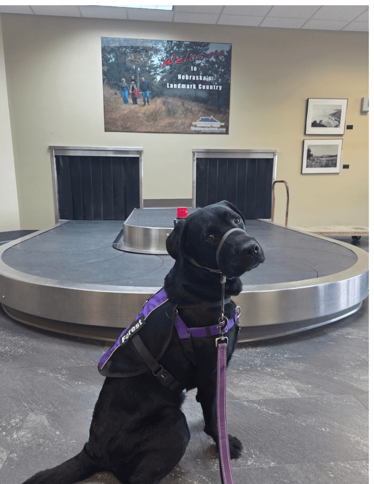 A black lab named Forest sits in front of a baggage claim. 