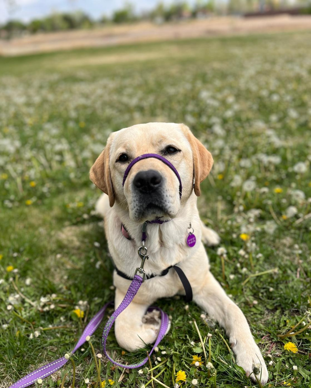 Fiona, a yellow lab, lays in a field of flowers. 