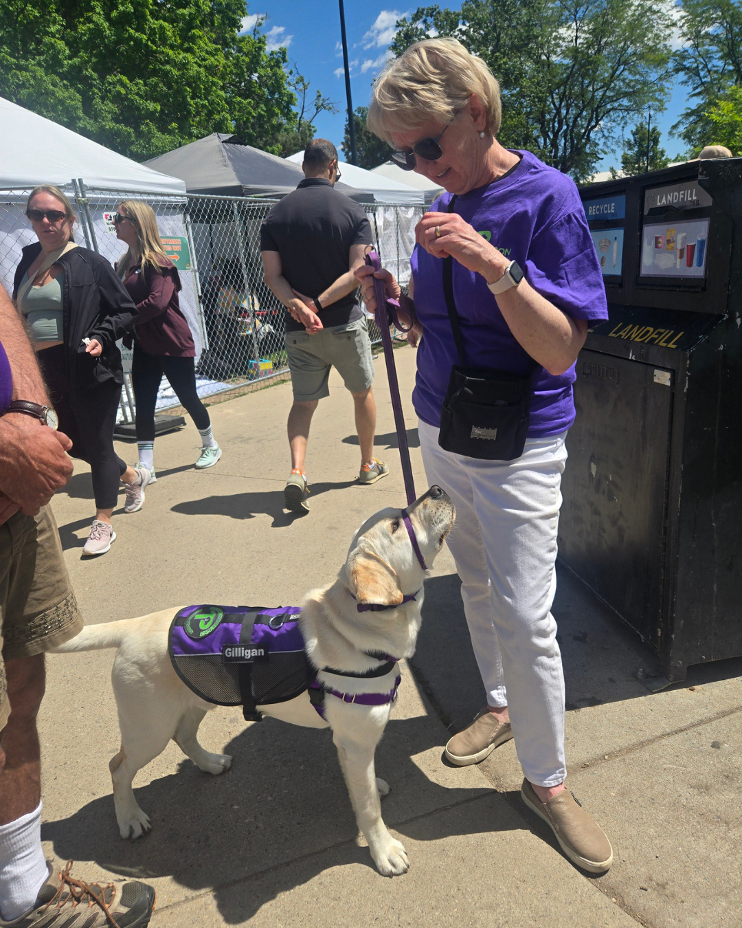 Gilligan a yellow lab stands looking up at his smiling puppy raiser. 