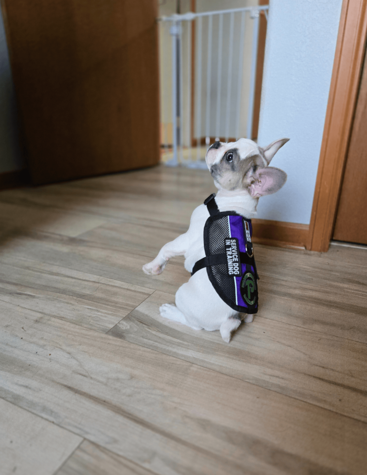 •	Griz the gray and white French Bulldog balances on his two back feet while wearing a Paragon service dog vest labeled Service Dog in Training.