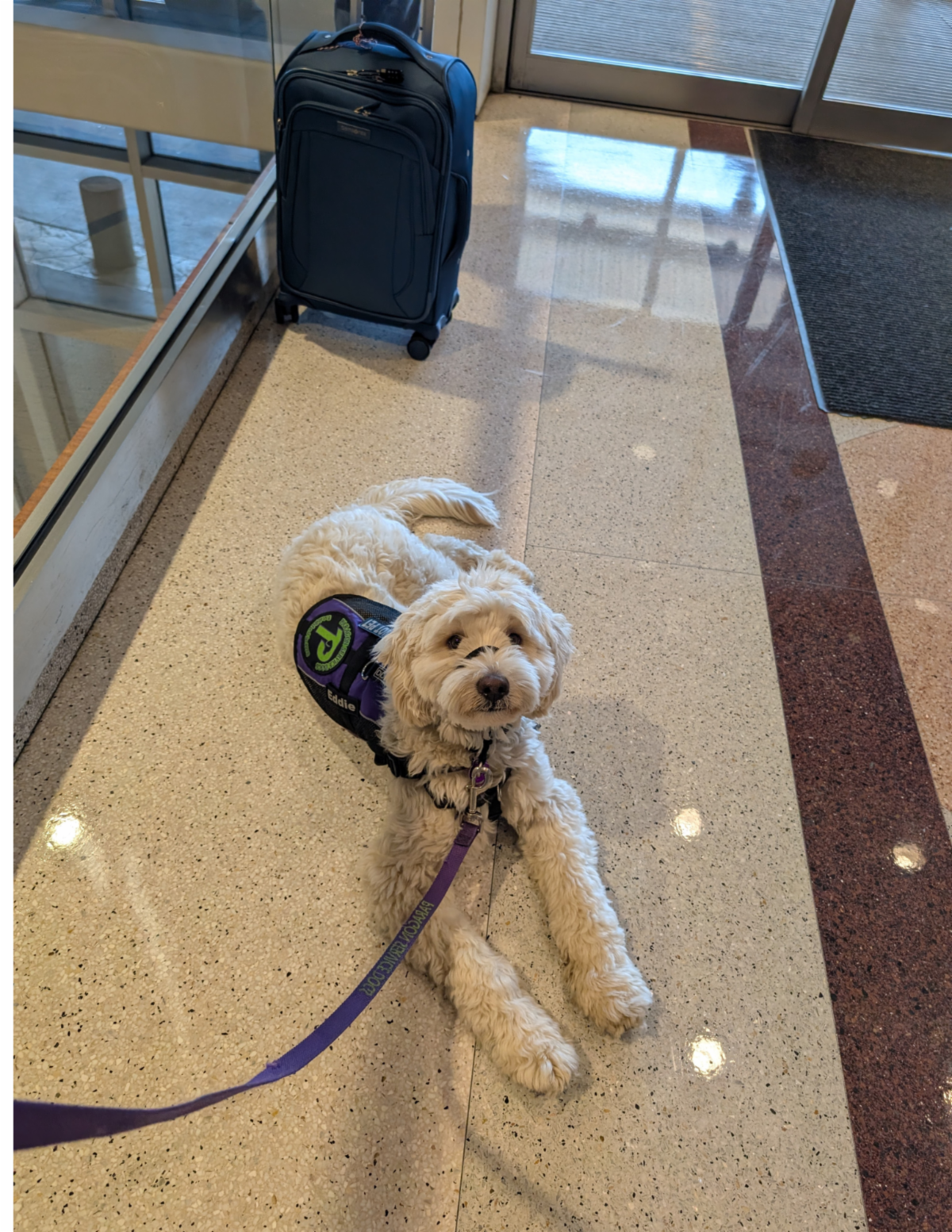 •	Eddie the cream Cobber Dog lies on the tile floor of an airport with a suitcase behind him.