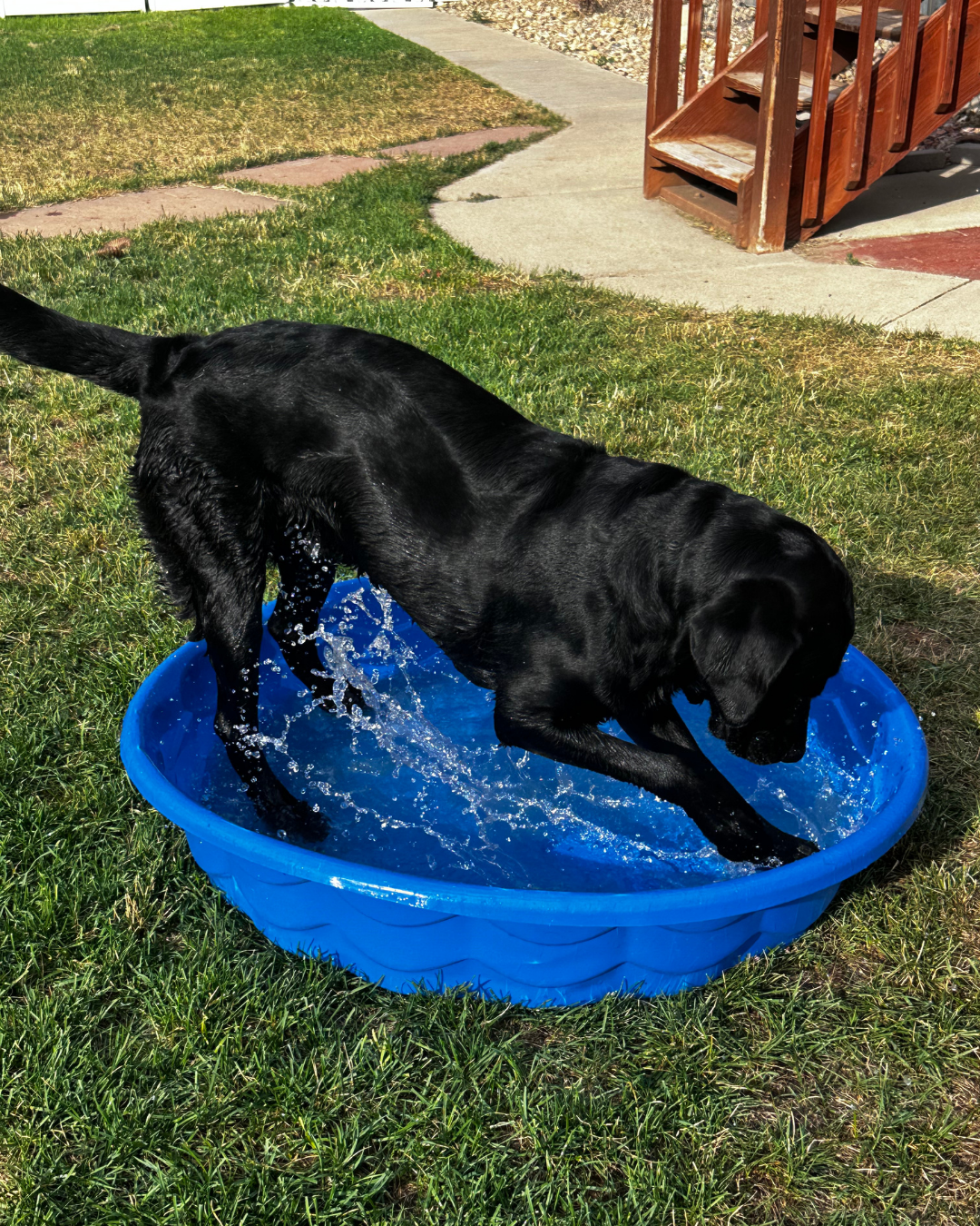 Fortune a black lab dig in a blue kiddy pool full of water. 