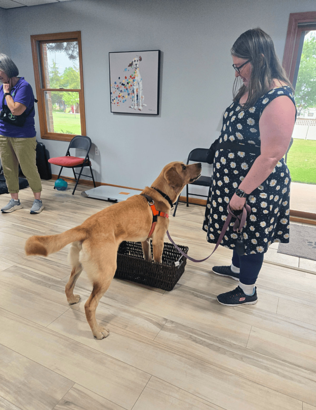 •	A Paragon volunteer gently holds Ender the golden Lab as he stands inside a box gazing up at her lovingly.