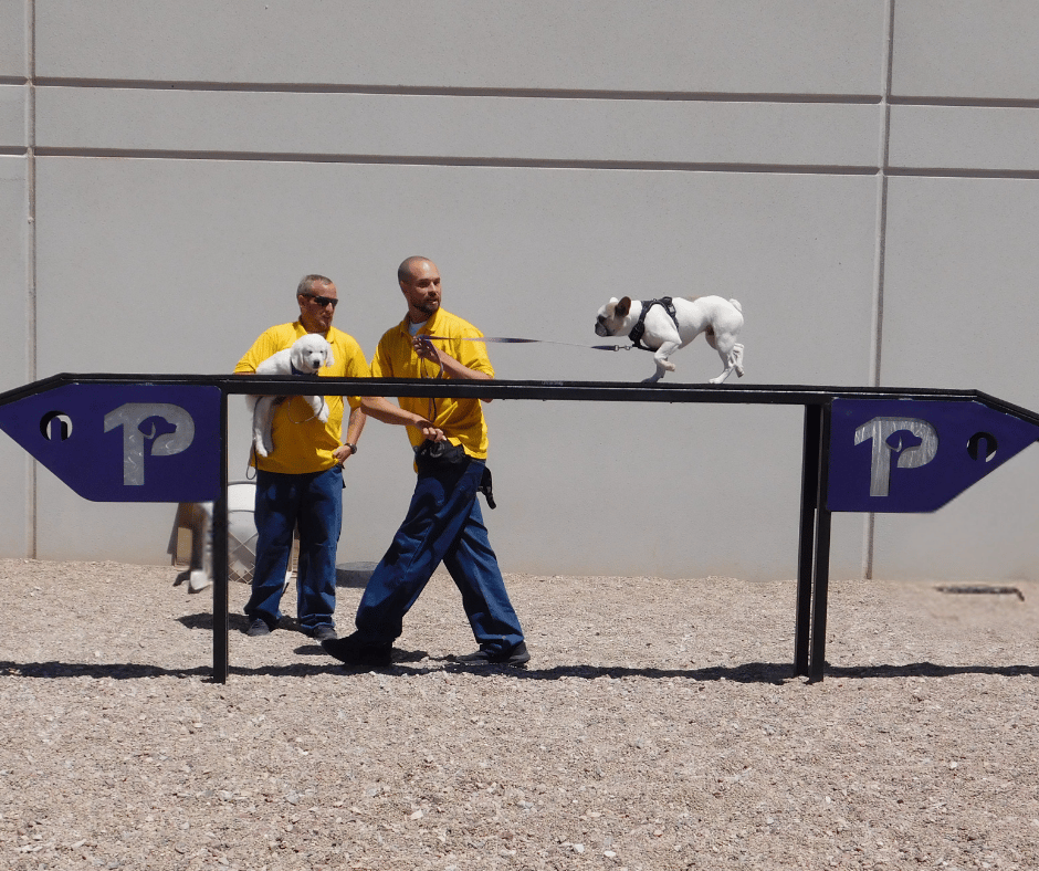 Two inmate handlers stand behind a dog walk. Griz, a frenchie follows his handler as he guides him over. 