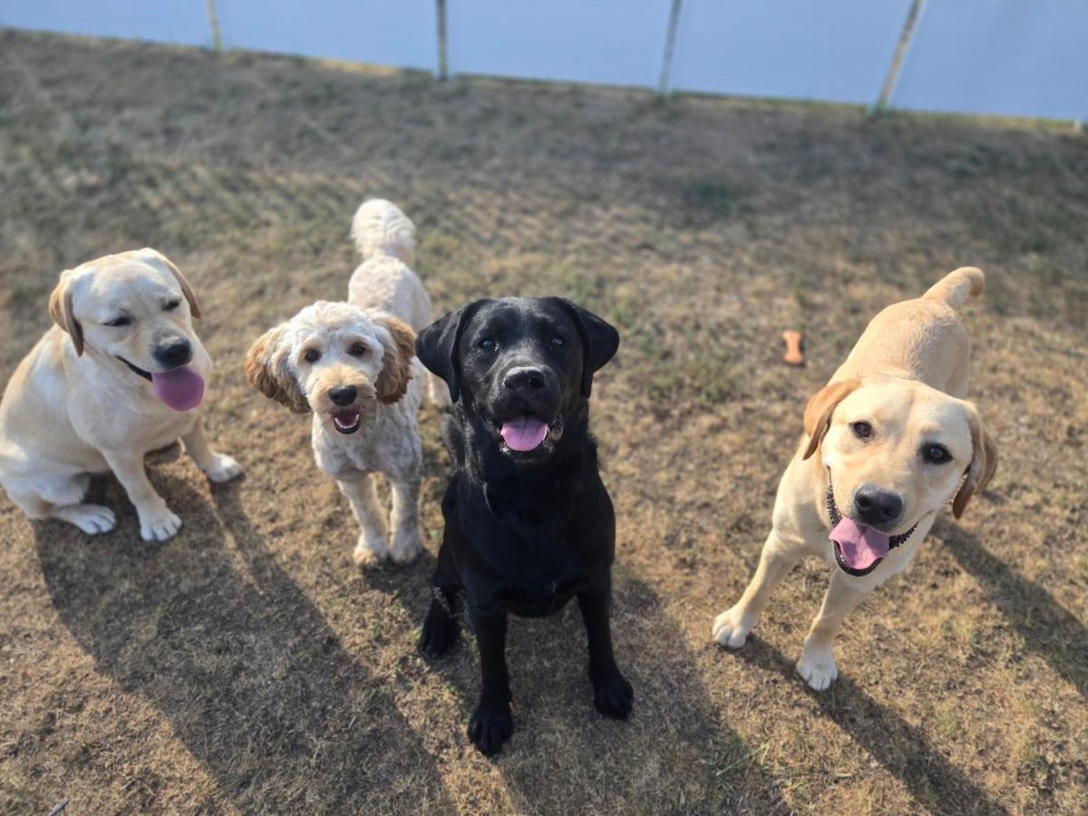 Two yellow labs, a black lab, and a cobber dog look up excitedly at the camera. 