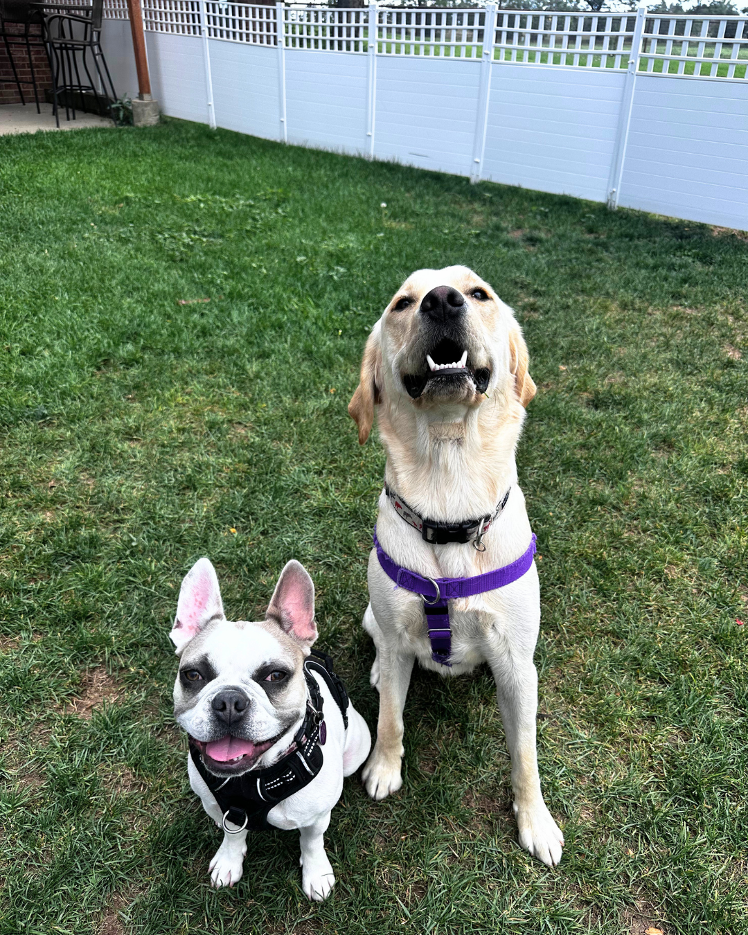Griswold a Frenchie poses next to Frank a golden/lab.