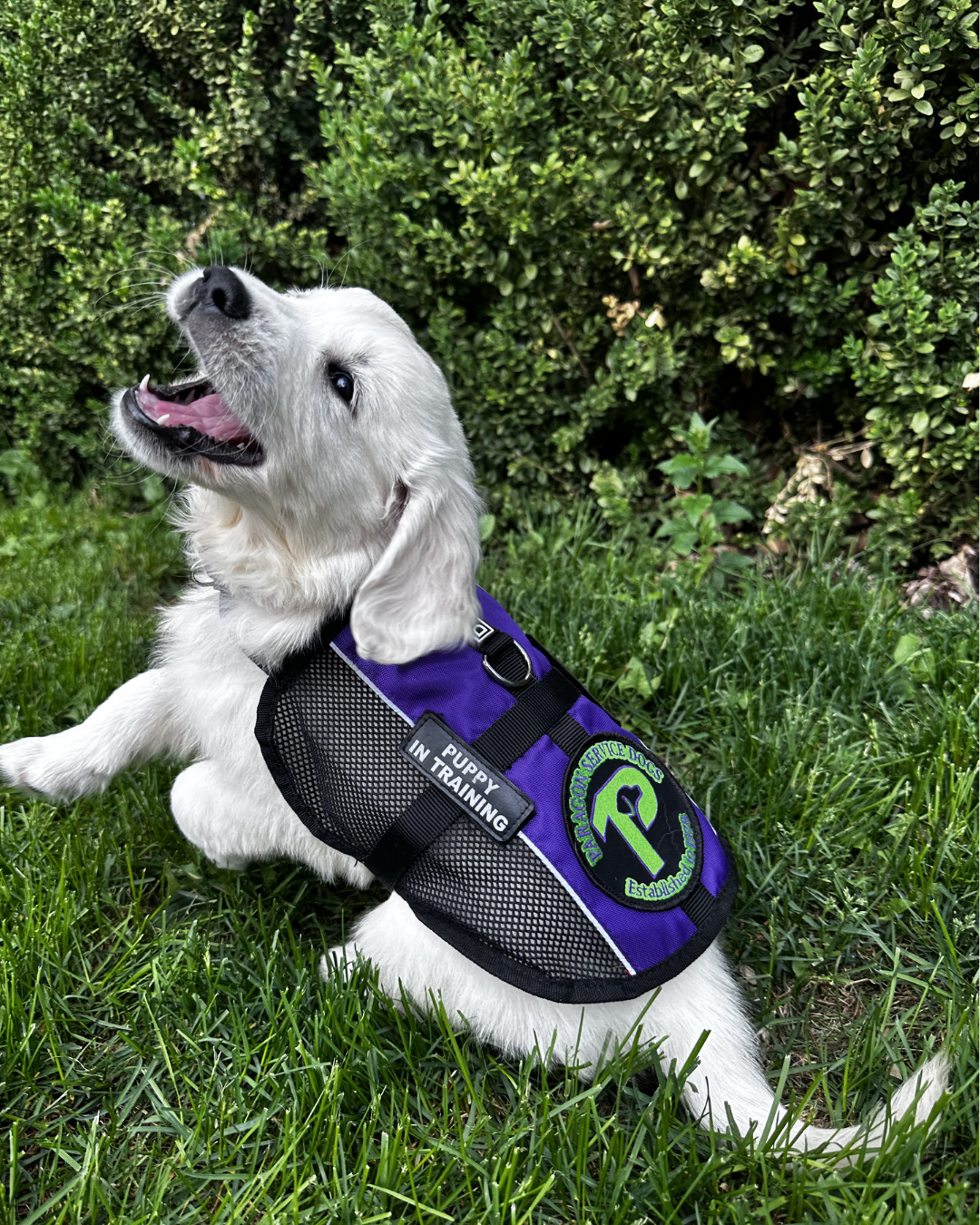 A 8 week old white golden puppy smiling while wearing a purple vest. 