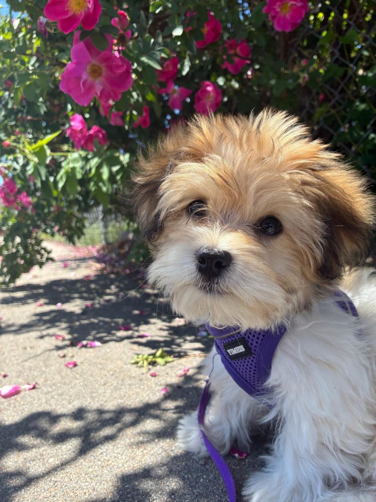 Hickory a Havanese puppy sits next to a flower pot. 