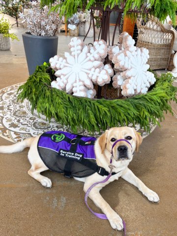 Fiona a yellow lab lays under a Christmas tree. She's wearing a purple vest.