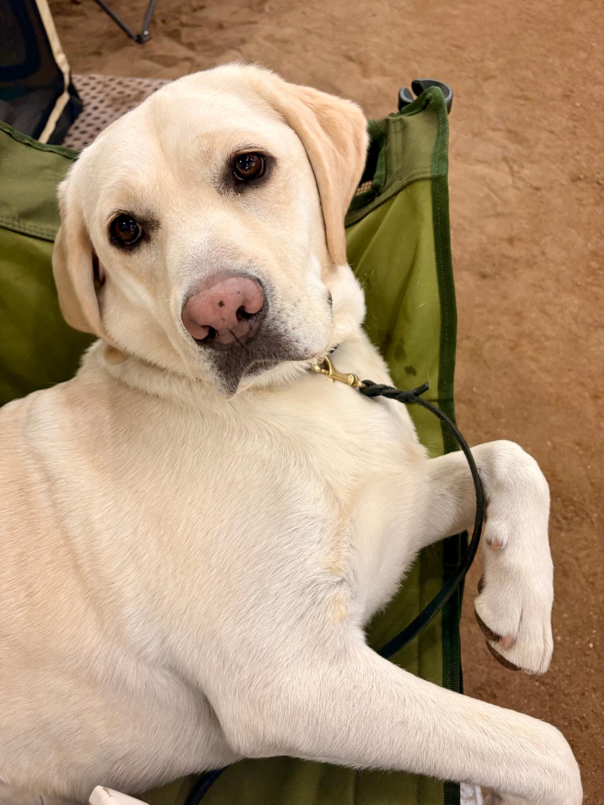 A yellow lab named Caro lays adorably in a camping chair. 