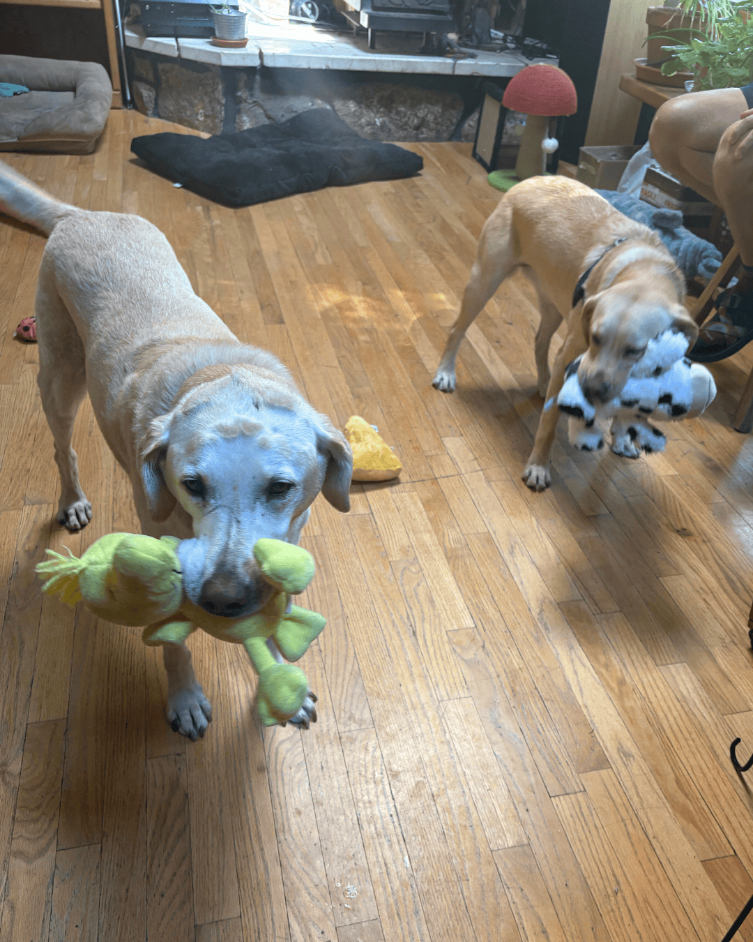 Two yellow Labs Danny and Carmen stand side by side each holding a toy in their mouths.