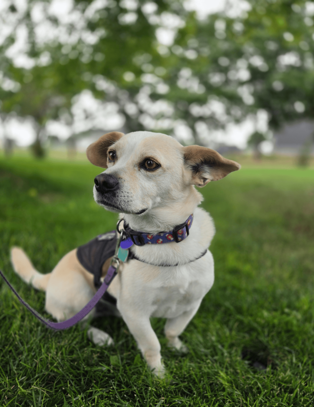 •	A close up of Artie the white Corgi Chihuahua mix shows him sitting outside with a serious expression. He wears a Colorado themed collar and a purple Paragon service dog vest.