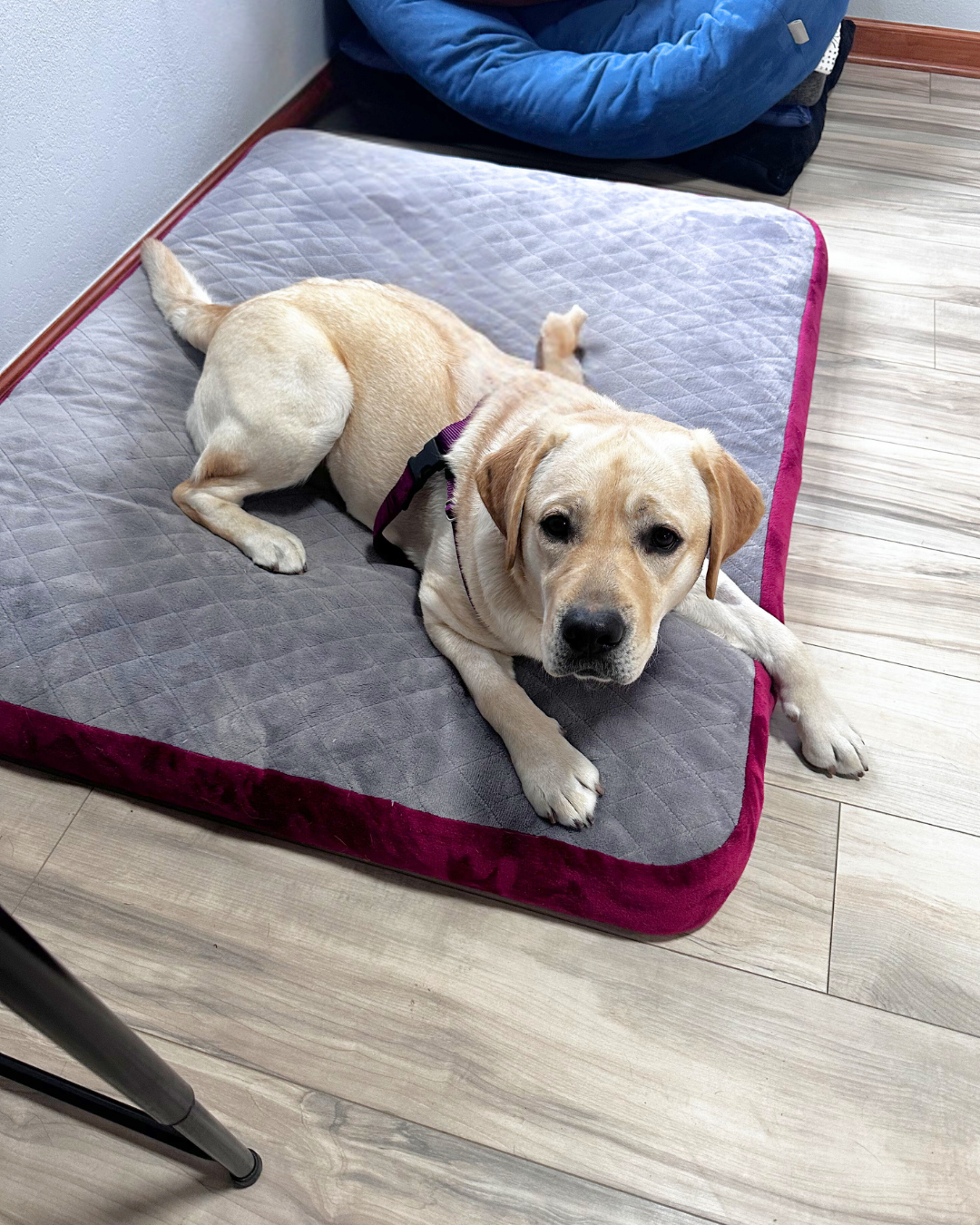 A yellow lab named Fiona lays on a bed looking up ready for action. 