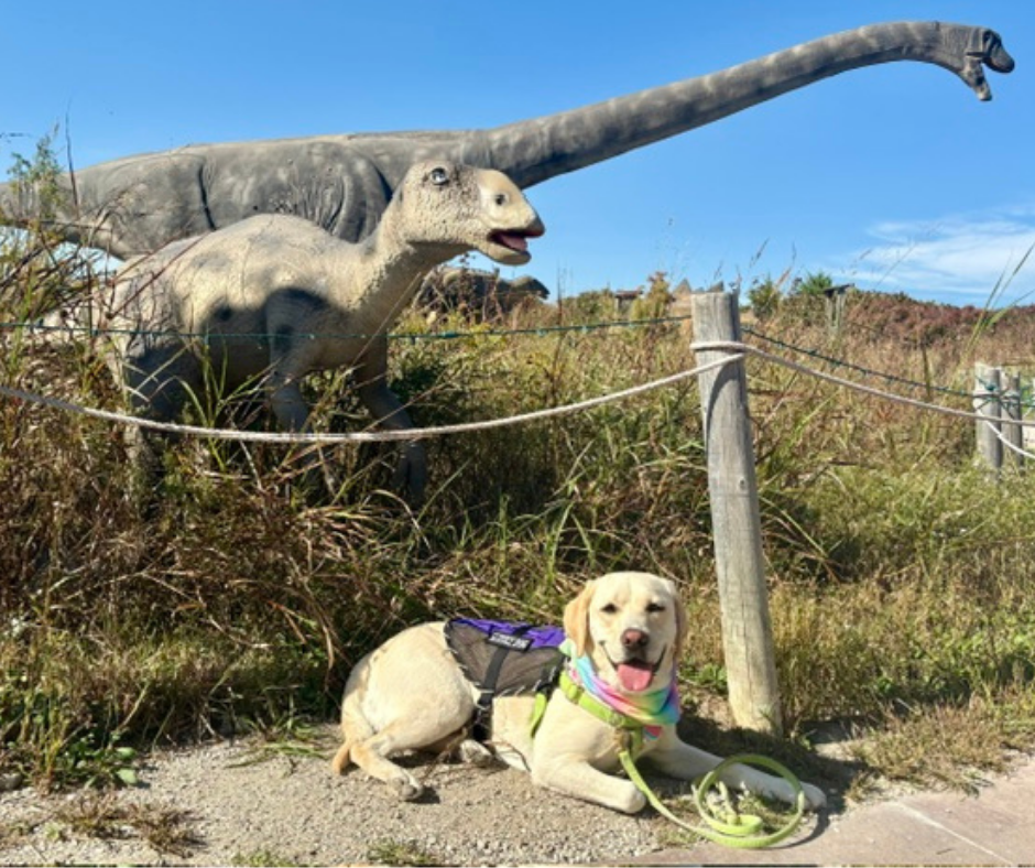 A yellow lab named Caro lays down outside with two giant dinosaur statues above him. 
