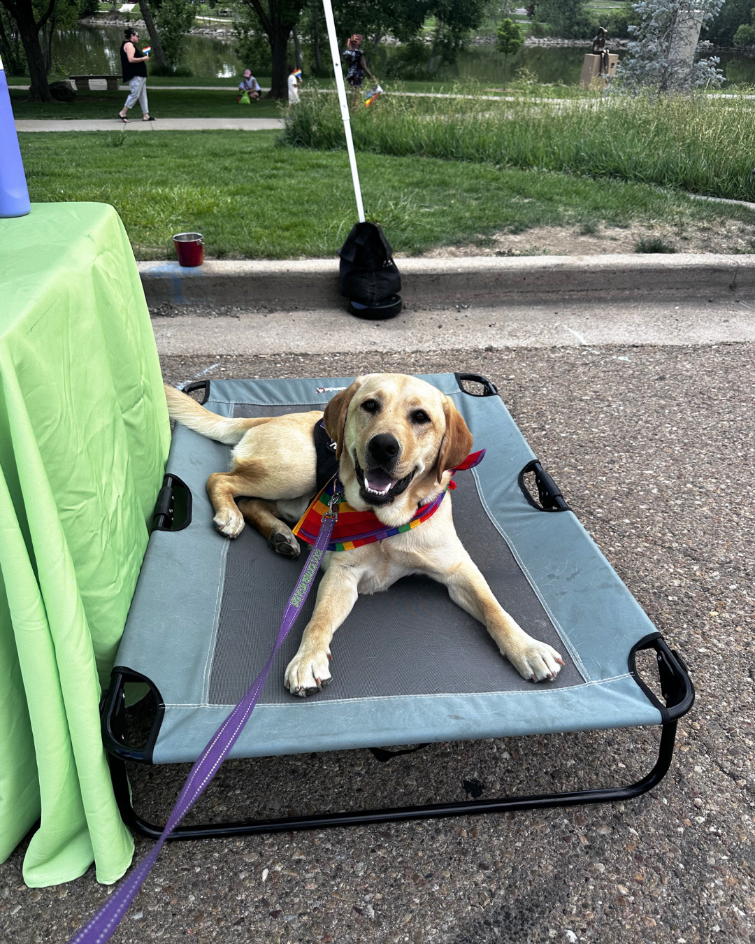 Fortune a yellow lab lays on a bed outside smiling. He is wearing a rainbow bandana. 