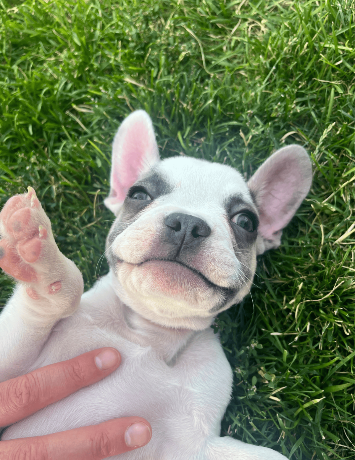 •	Griz lies happily on his back in the grass while a hand gently rubs his belly.