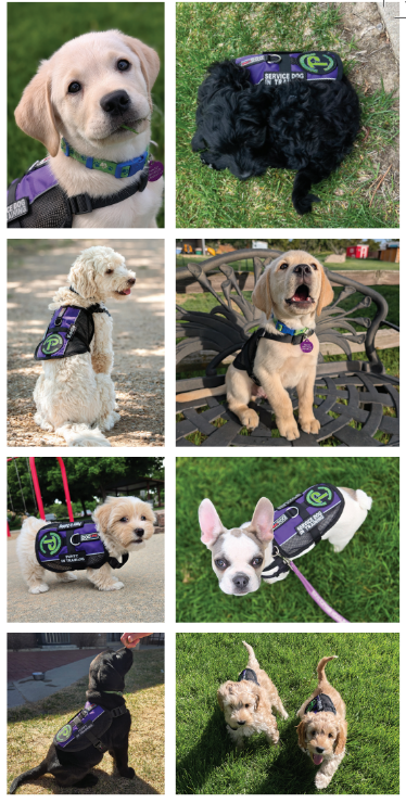 There are eight photos of puppies wearing Paragon Service Dog vests: a black Labrador, four Cobberdogs, a French Bulldog, a Havanese, one yellow lab, and a Golden Labrador mix.