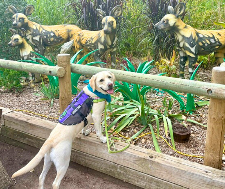A yellow lab named Caro has his front paws on top of a brown log. There are statues of African dogs on the other side.