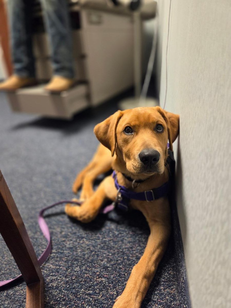 Hank, a yellow lab, lays on the floor with a doctors exam table behind him. 