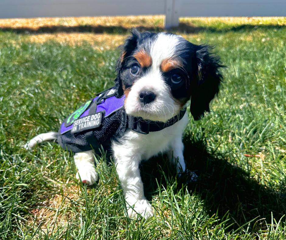 An 8 week old Cavalier King Charles Spaniel is wearing a purple Paraaon vest. 