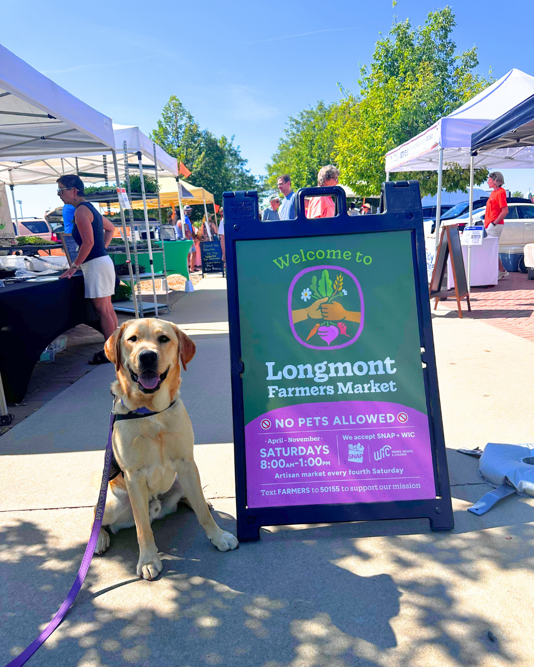 Fortune a yellow lab sits next to a sign that says Longmont Farmers Market.