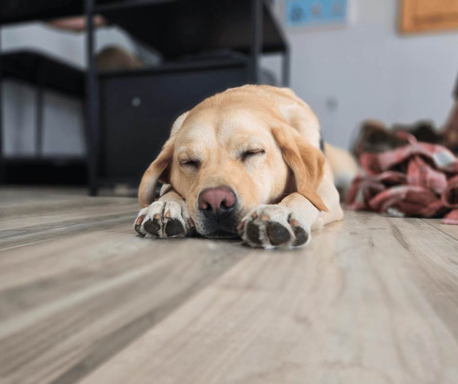 Danny a yellow Lab lies asleep on the linoleum floor with her head resting between her paws.