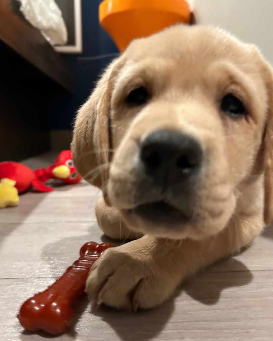 Fortune at eight weeks old pushes his noise at the camera. He has a plastic bone next to him. 