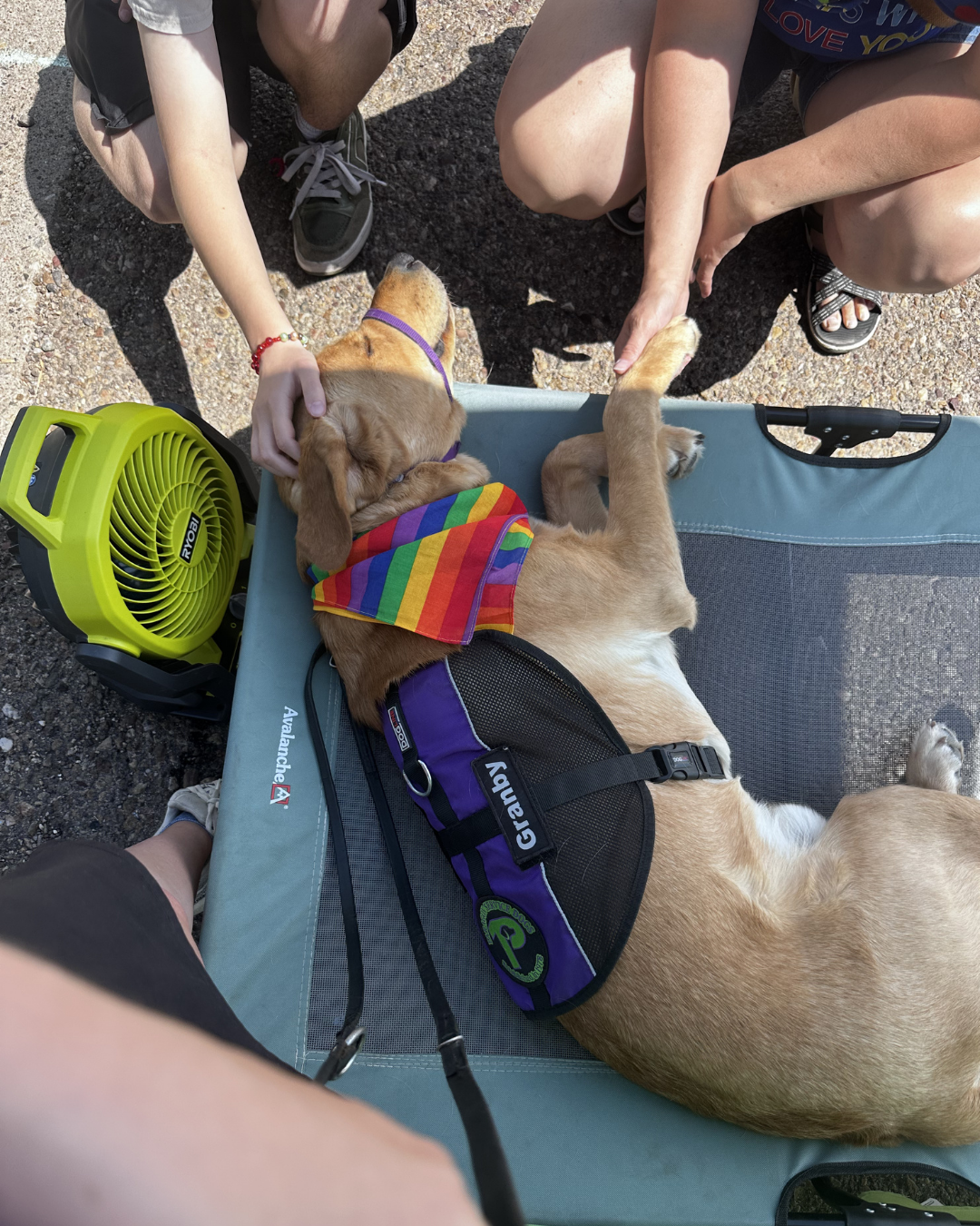 Fortune lays on a bed while three people pet him. He is wearing a rainbow bandana. 