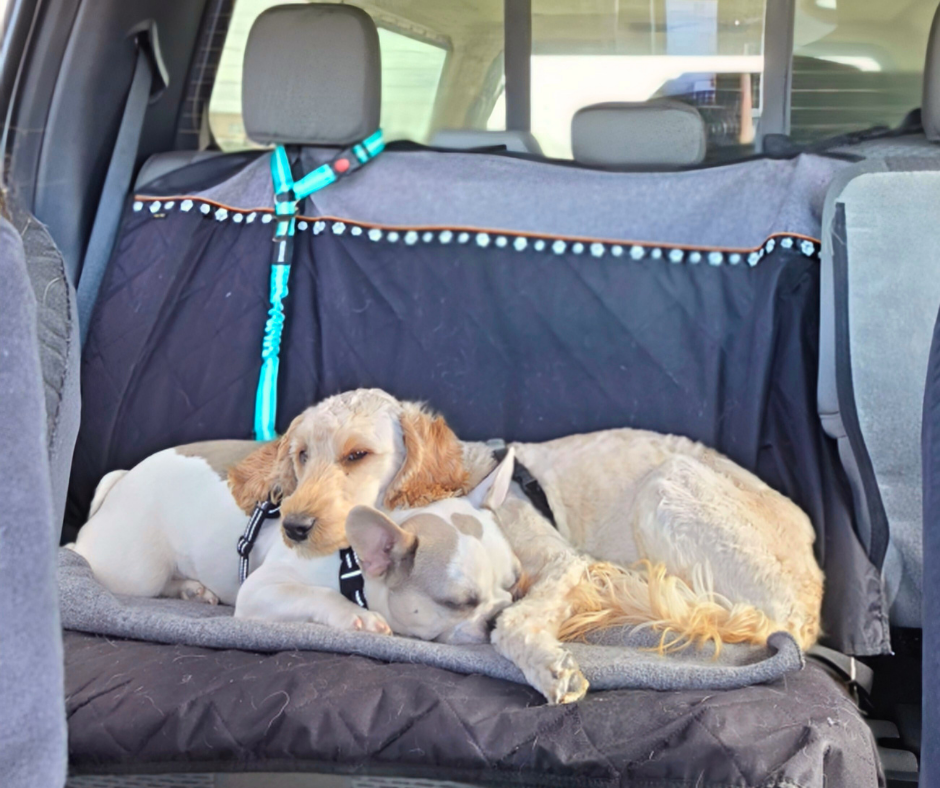 Our Frenchie Griswold and our Cobberdog Flip lay sleeping curled up together in the back of a car.