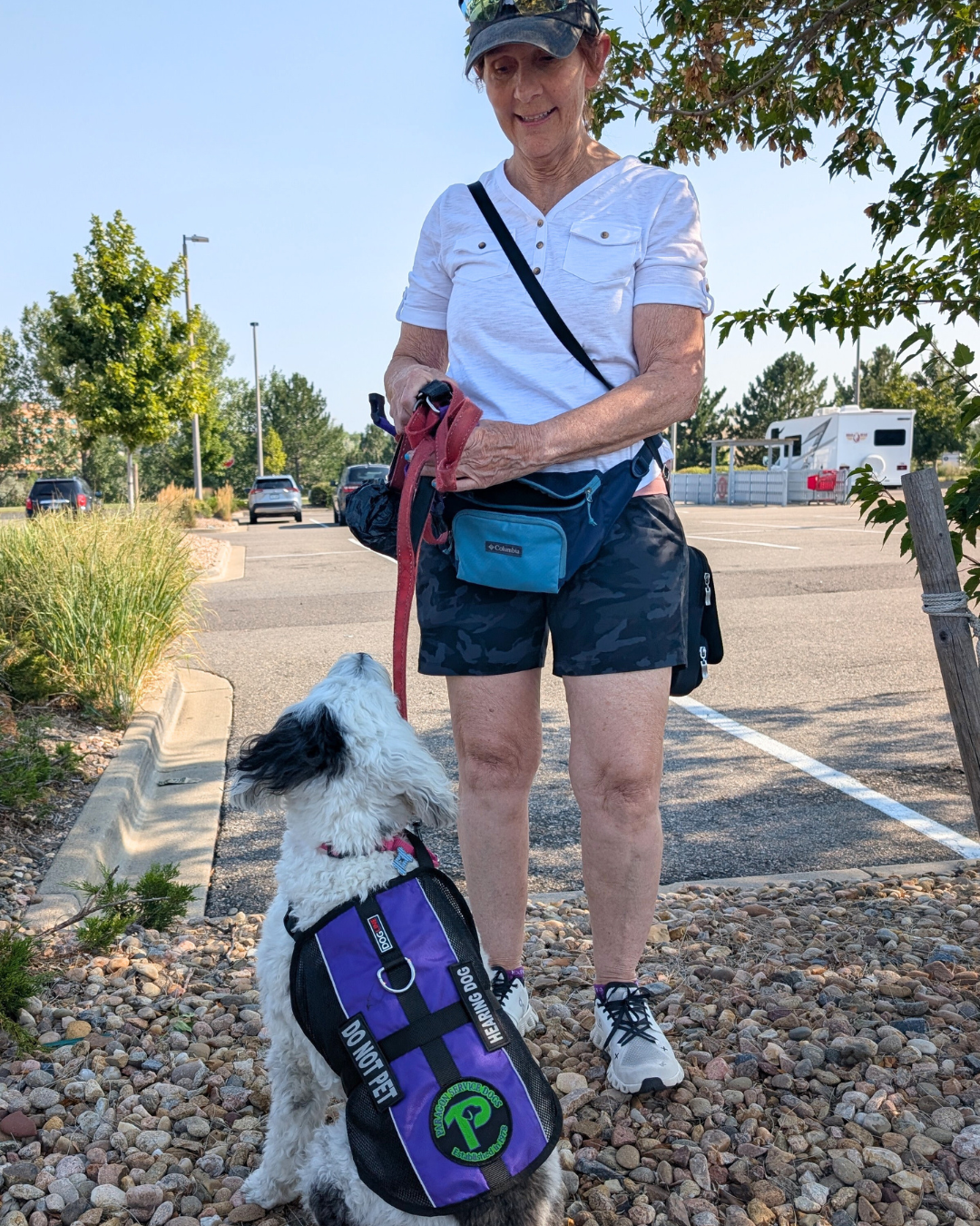 Bloom a black-and-white dog wearing a purple Paragon vest looks up at Alicia who smiles down at him.