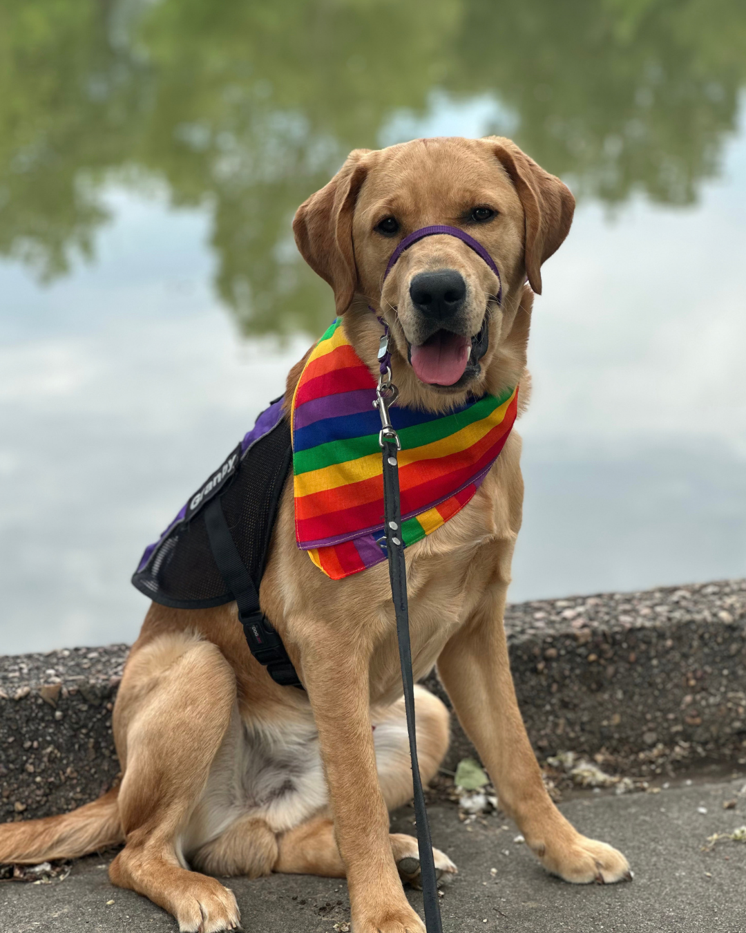 Granby, a golden lab, poses in front of a lake. He is wearing a Paragon vest and a rainbow bandana. 
