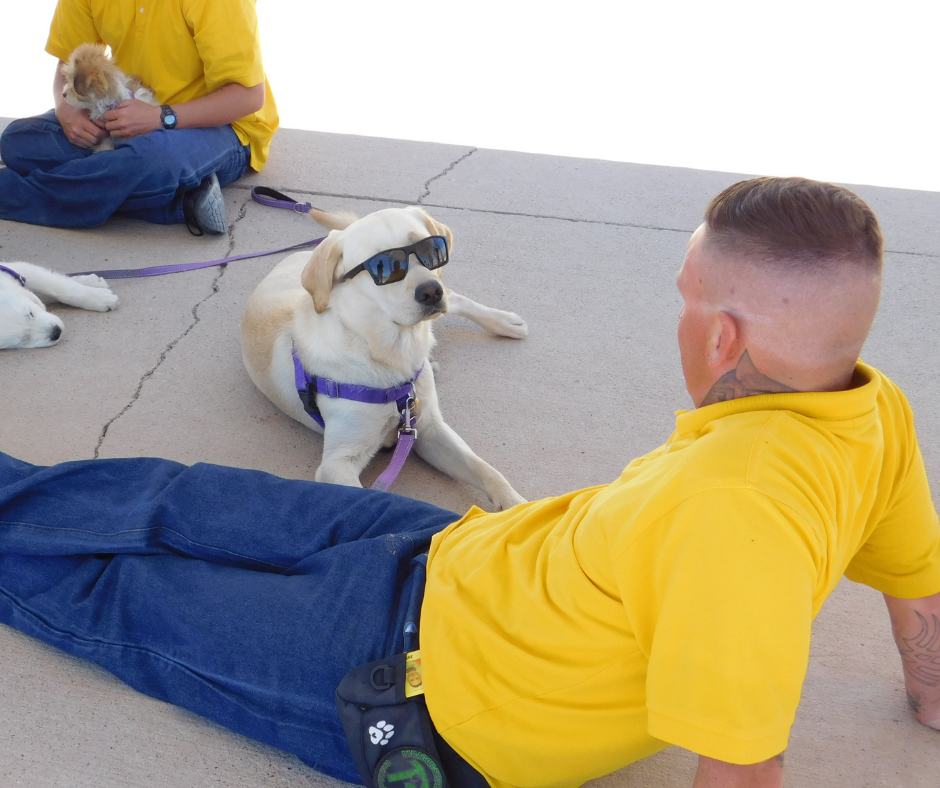 Frank, a golden/lab lays on the ground with sunglasses on looking up at his handler. 