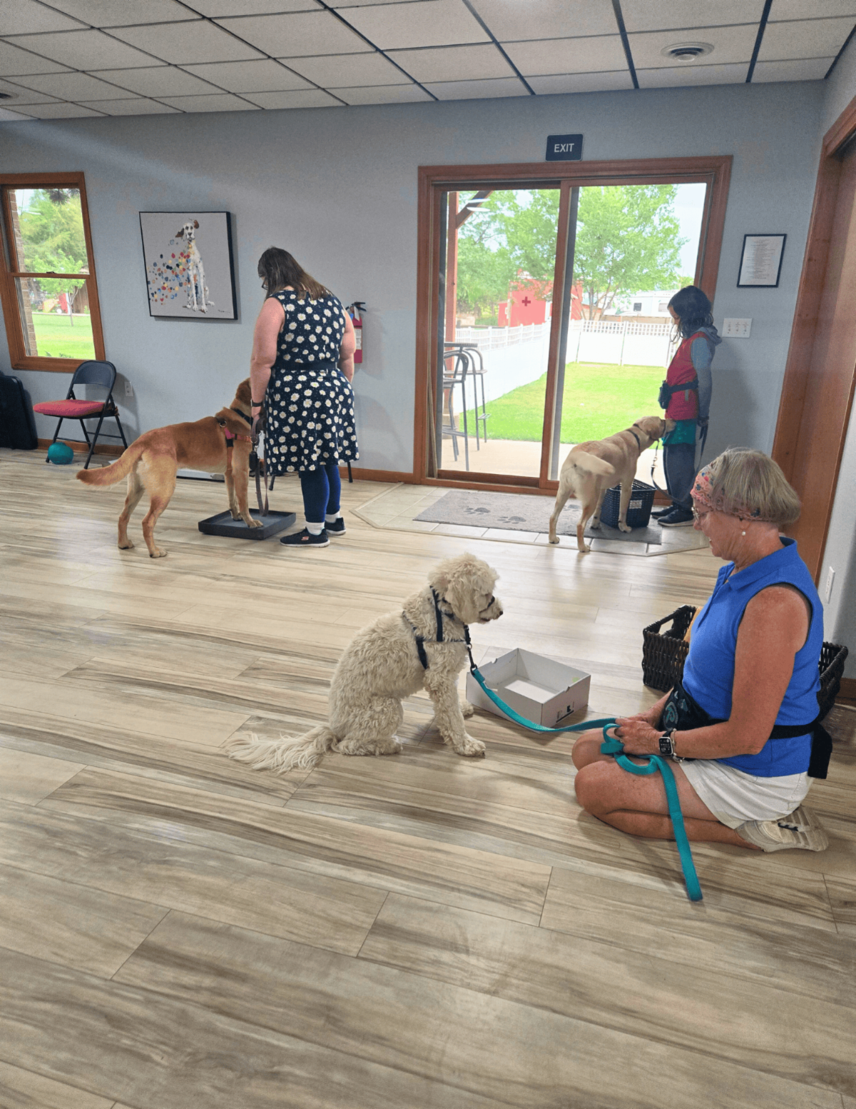 •	Three Paragon volunteers stand in a room each with a dog and a box in front of them. Eddie the cream Cobber Dog Dancer the yellow Lab and Ender the golden Lab all stand ready in front.