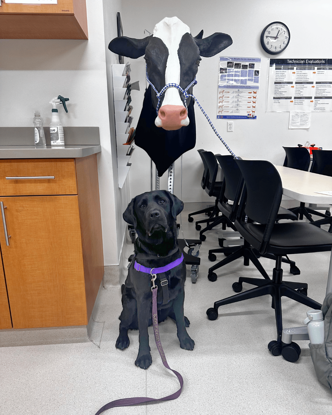 Fortune a black lab sits in front of a giant cow head. 
