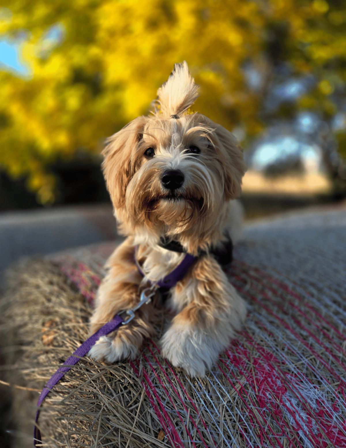 A Havanese dog named Finch sits on a bale of straw. His hair is tied up on top of his head.