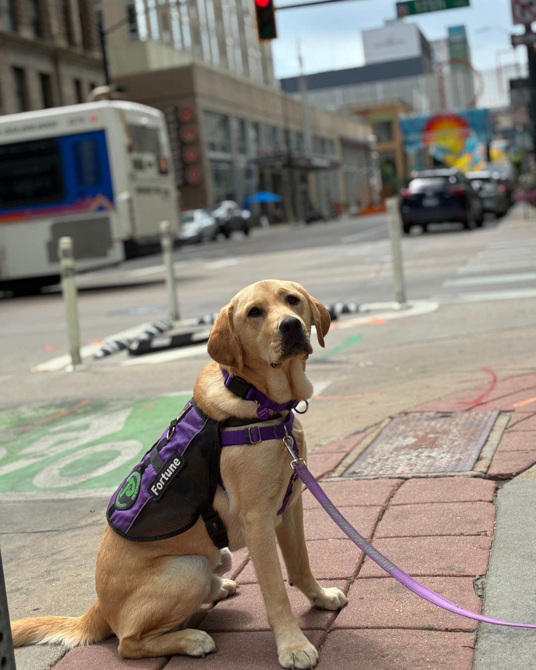 Fortune, a yellow lab, sits on the corner of a busy downtown Denver street. 