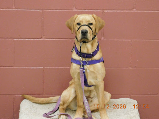 A yellow lab sits on a cot. He looks at the camera with a serious expression