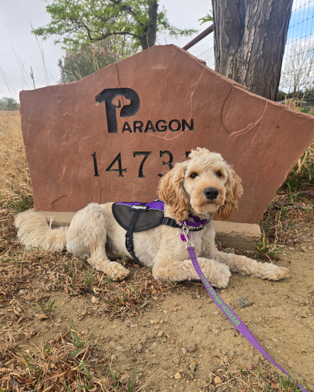 FlapJack a brown cobberdog poses in front of Paragon's sign. He has a Paragon vest on. 