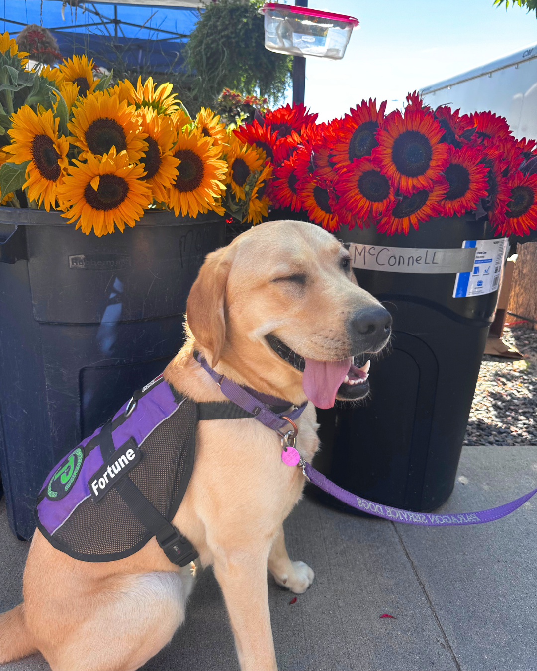 Fortune a yellow lab poses with his tongue out next to some flowers. 