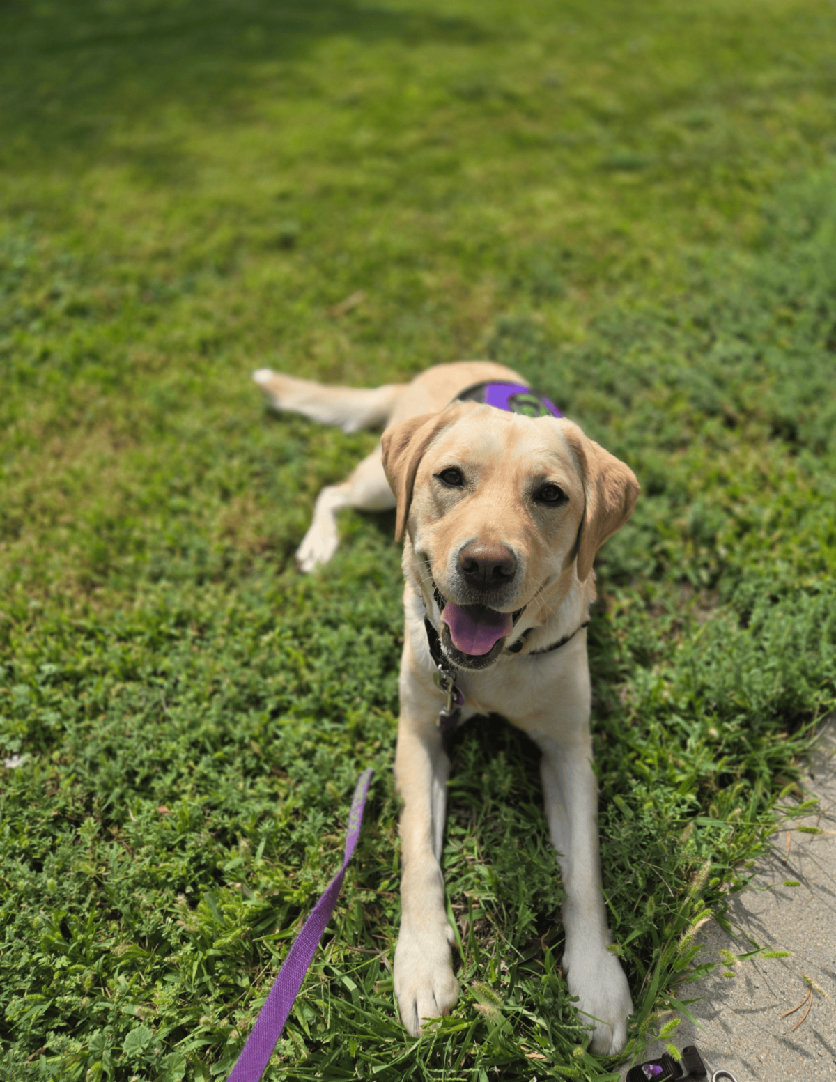 Dancer a yellow Lab lies in the grass looking up with her mouth wide open. A purple Paragon vest is just barely visible on her back.
