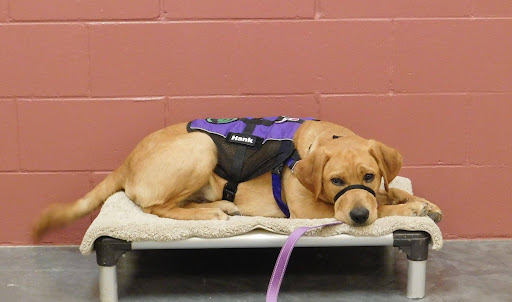 A yellow lab named Hank lays on a cot. He is wearing a purple Paragon vest that says "Hank" on it. 