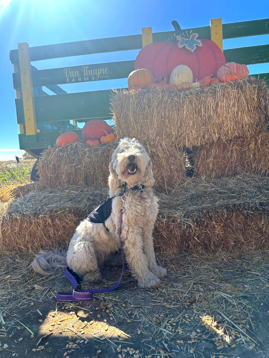 Eddie a cream Cobber Dog sits in front of hay bales and pumpkins.