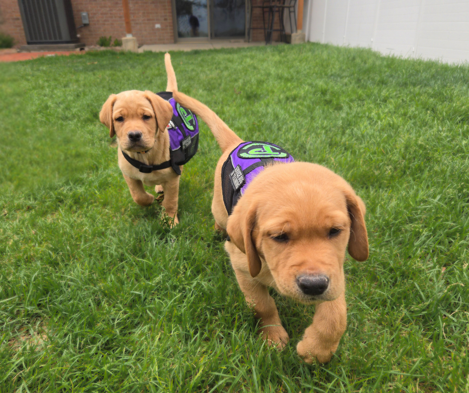 Two 8 week old yellow lab puppies talk at the camera wearing purple Paragon Service Dog vests and a serious expression. 