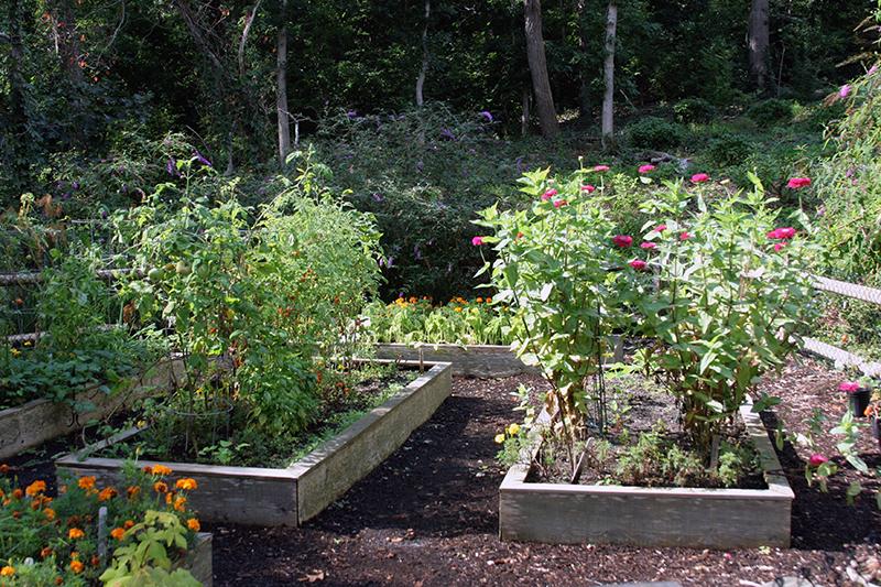 Do I Need Raised Beds for Growing Vegetables?
