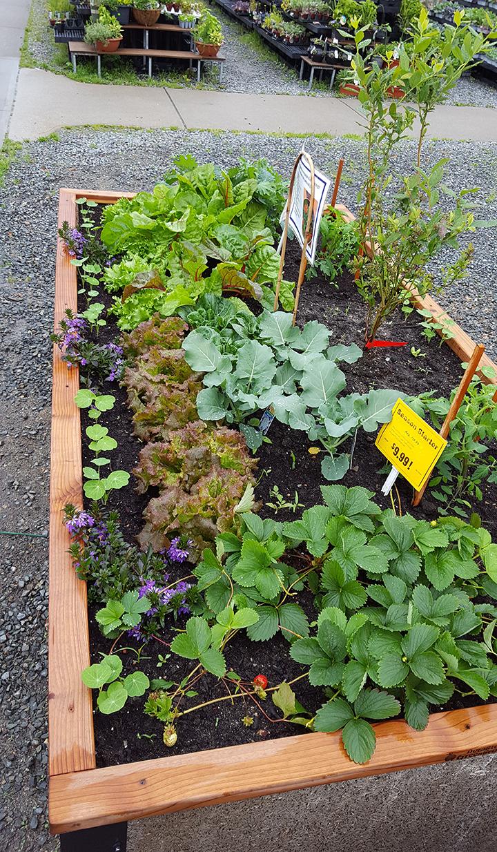 Do I Need Raised Beds for Growing Vegetables?