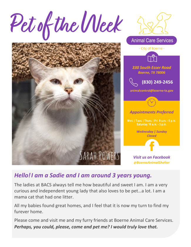 Pet of the week-Sadie _1_.png